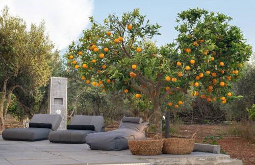 Orange Tree - Foto 40