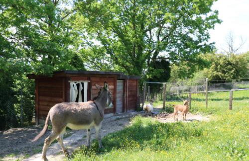 La collina dei ciliegi - Foto 19