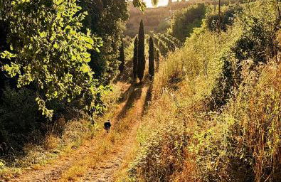 Villa Oliviana - Foto 66