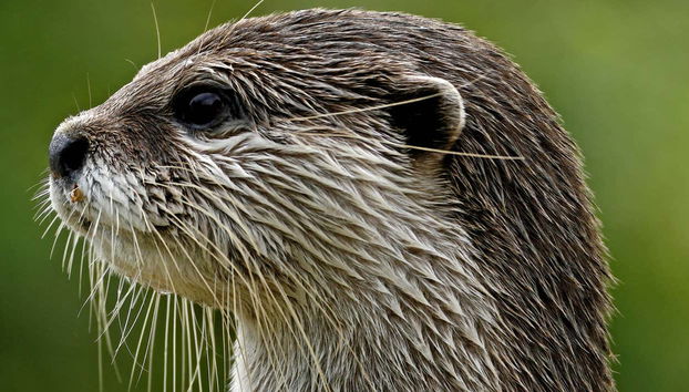La fauna dell'Acquario di Cattolica