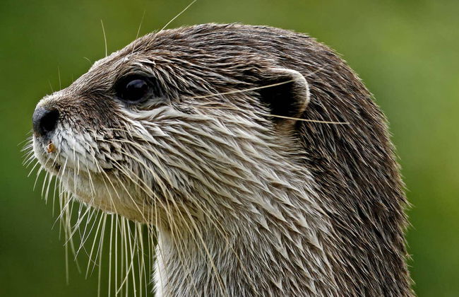 Billet pour l'Aquarium de Cattolica - Photo 3