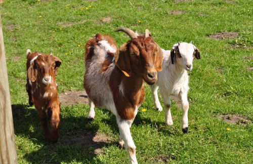 Rügen-Ferienhof - Foto 12