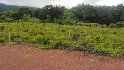 Casas do Baleeiro - Casa da Vinha - Photo 4, Garden
