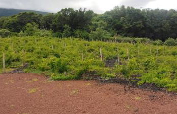 Casas do Baleeiro - Casa da Vinha - Photo 4