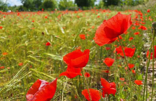 Appartementhaus Kastanie - Foto 70