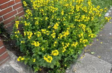 Apartment NeuenHOUSE I Garten & Ruhig - Foto 24