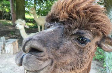 Dworek pod Liwoczem - Foto 51