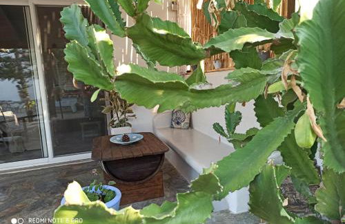 Cactus Home - Foto 36