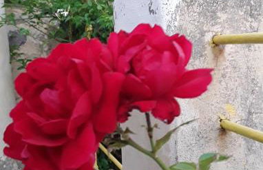 Climb and dive South ! - Foto 32