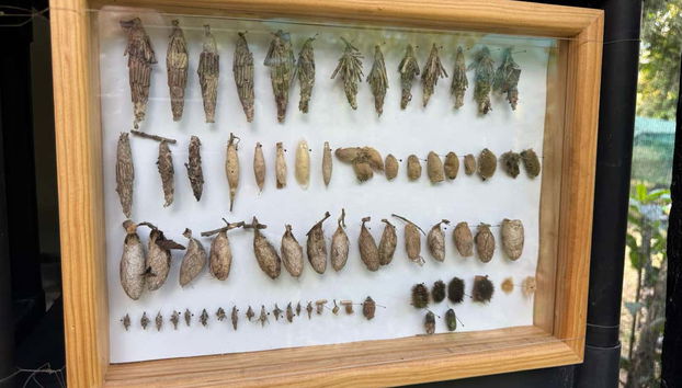 Visita guiada por el mariposario Jardín Mágico - Foto 5