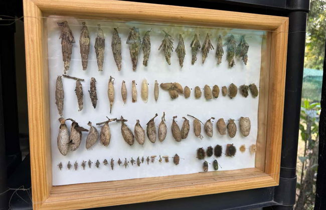 Visita guidata della casa delle farfalle Jardín Mágico - Foto 5