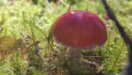 Żurawisko - Domki wśród natury - Foto 5