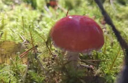 Żurawisko - Domki wśród natury - Foto 5