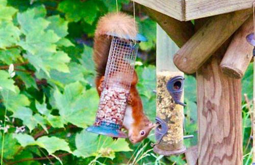 The Carriage - A first class experience - Foto 39