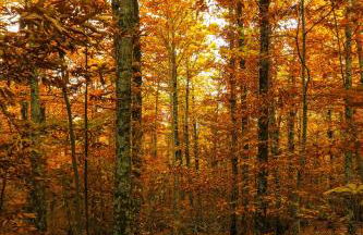 MIRADOR DE LAS VILLUERCAS - Photo 48