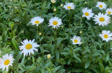 Chácara da Dinda - Photo 63