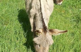 L'aligier - Les gites de Pierregras - Foto 16