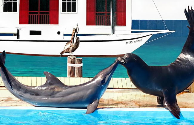 Nautical Watch D-6 - Foto 4