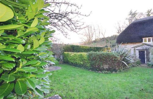 Little Ivy - Foto 13