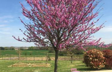 DOMAINE D'ELUSA - Photo 45