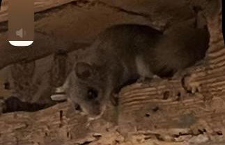 Waldbauernhof - Foto 74