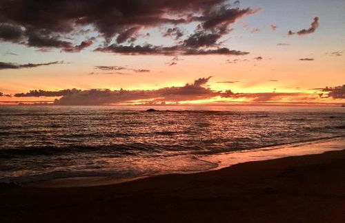 Estrelícia - Foto 37