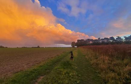 The Retreat 1 bed cabin in the woods - Foto 17