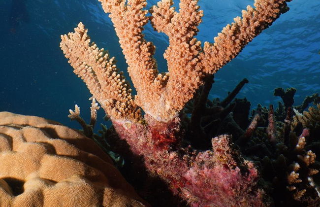 Silversonic Outer Barrier Reef Cruise from Port Douglas - Foto 1