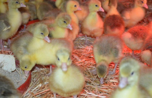 Schnatterhof - Photo 29