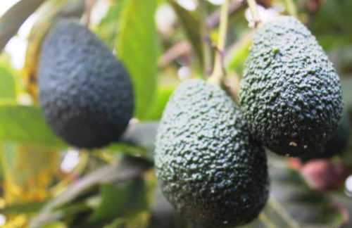 FINCA LA PLANTACIÓN _Agroturismo - Foto 36