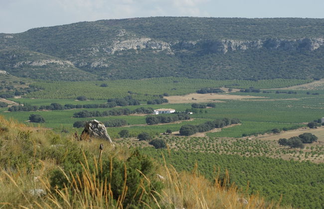 Finca El Romeral - Foto 58