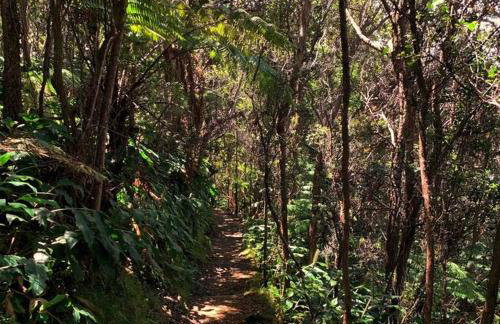 Romantic Retreat, Relax at Hot-tub, Indoor & Outdoor shower, firepit, 5 min to Hawaii Volcano park - Foto 26