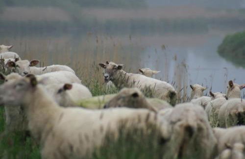 Deichhasenhof Comfortable holiday residence - Foto 30