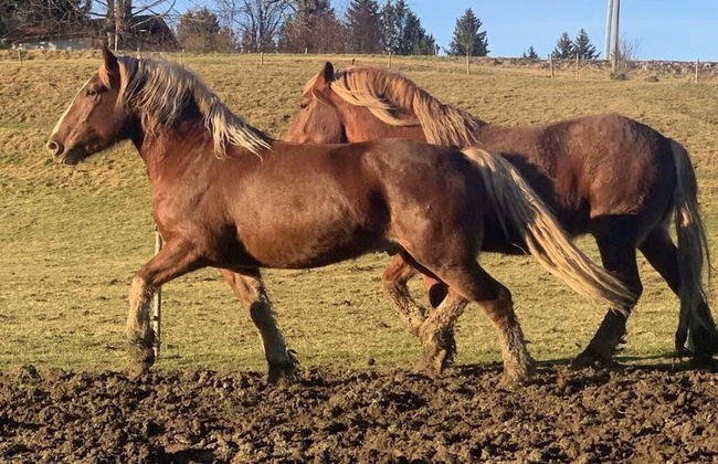 Holiday Apartment Almstuberl - Photo 17