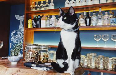 Solar Branco Eco Estate - Photo 9