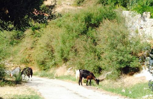 Olive Hill - Foto 14