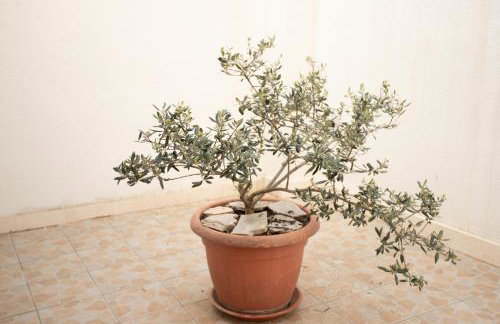 Bol Studio Gospojica - Photo 22