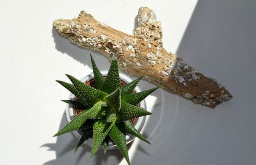 Solgård - Licht über den Dächern Tönnings - Foto 10