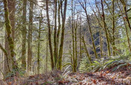 Clear Creek Cabin - Meredith Lodging - Foto 57