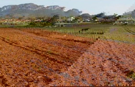 Holiday rental in Viñales with garden and terrace - Photo 28