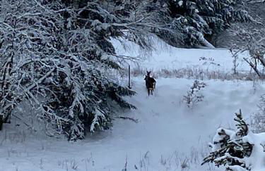 Bergchalet Löwenzahn - Foto 31