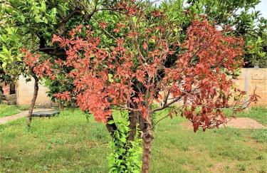 Villa nel Salento - Ampie camere e giardino, fino a 10 persone - Foto 8