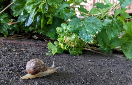 Mountain Jungalow Chalet, 3 min walk to Royal Gorge Train - Foto 11