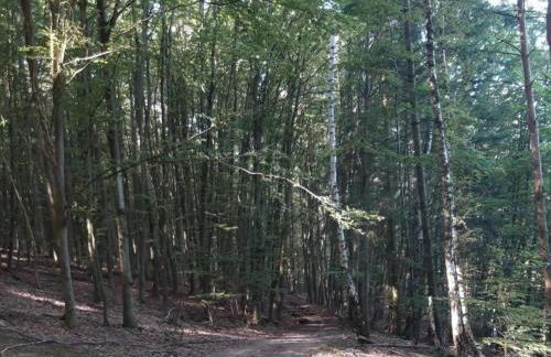 Apartment in Twistetal Oberwaroldern - Photo 44