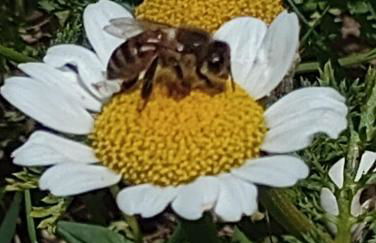 Entre Vignes & Piano "Symphonie" studio 4 personnes - Foto 43