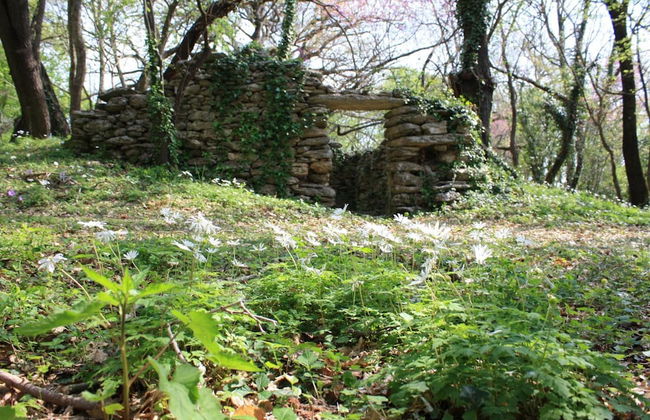 I Sicomori - Seme di Carota - Glamping e appartamenti con piscina a Saturnia - Foto 29