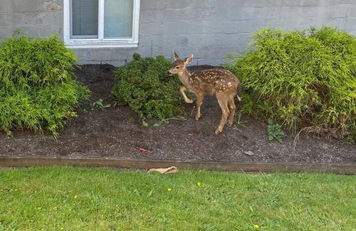 Historic Downtown Cottage - Foto 19