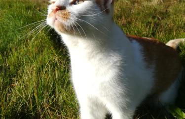 Naturidylle Vogtland - Erholsame Ferienwohnungen im Grünen - Foto 19