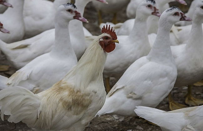 Agriturismo La Borina - Foto 44