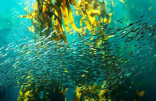 3988 Cannery Cottage home - Foto 59